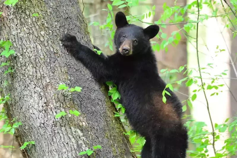 black bear in the Smoky mountains