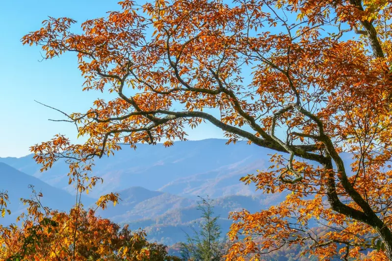 fall leaves in the Smoky Mountains